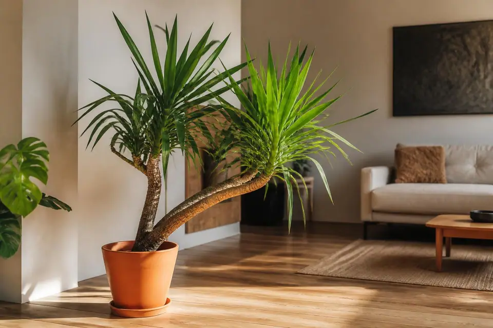 découvrez pourquoi votre yucca penche et apprenez des solutions simples pour redresser et entretenir votre plante facilement.