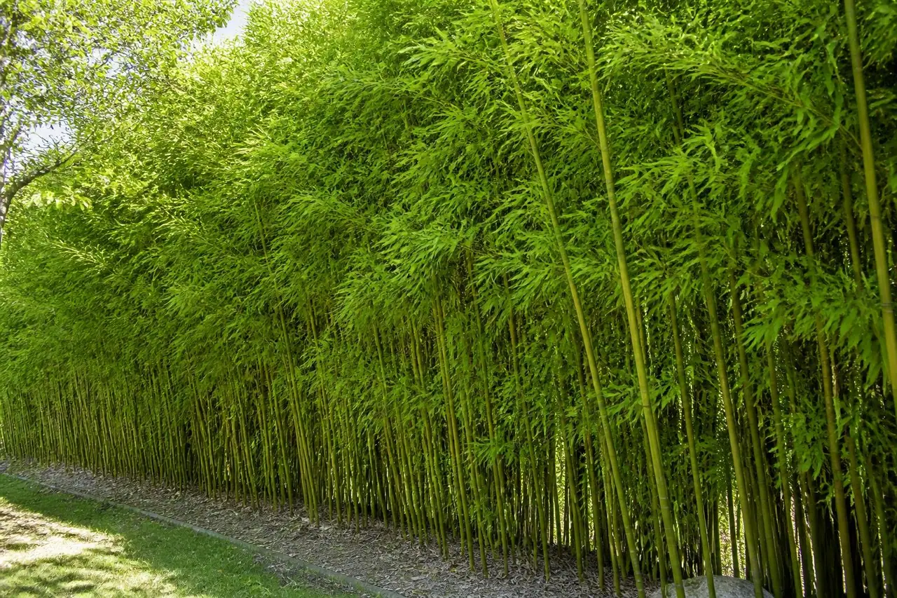 découvrez nos conseils pratiques pour réussir votre haie de bambous, éviter les erreurs courantes et bénéficier d'astuces utiles pour un jardin éclatant et bien entretenu.