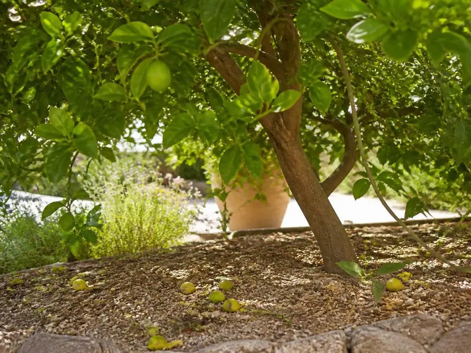 découvrez pourquoi les citrons restent petits et tombent prématurément, ainsi que les causes principales et les solutions efficaces pour favoriser leur croissance et leur maintien sur l'arbre.