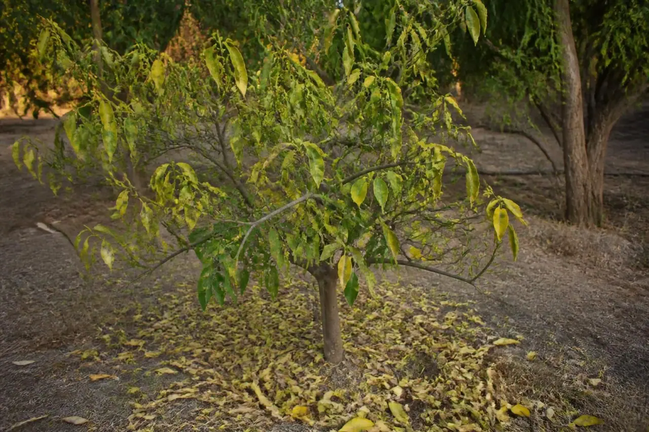 découvrez pourquoi votre mandarinier perd ses feuilles, les causes possibles et des solutions efficaces pour préserver la santé de votre arbre fruitier.