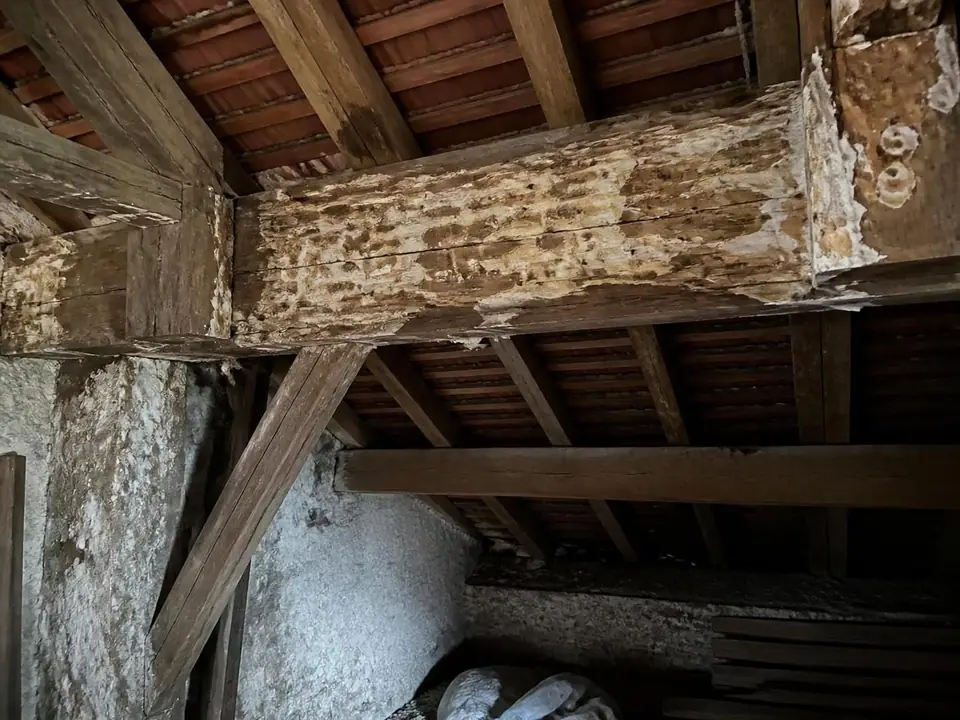 découvrez comment identifier la mérule et l'humidité dans votre maison, et apprenez les méthodes efficaces pour les diagnostiquer et les traiter afin de protéger votre habitat.
