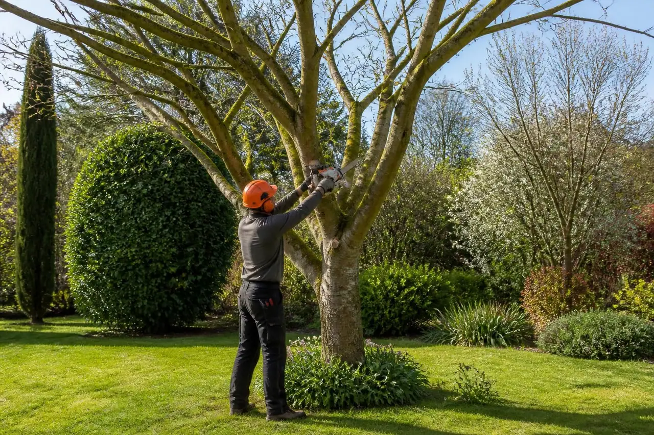 découvrez quand et à quelle fréquence réaliser l'élagage des arbres pour entretenir efficacement votre jardin et favoriser la santé de vos végétaux.