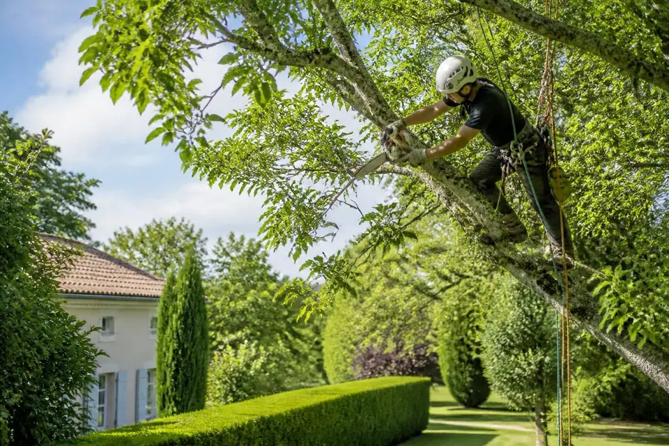 découvrez quand et à quelle fréquence effectuer l'élagage des arbres pour entretenir efficacement votre jardin et favoriser la santé de vos végétaux.