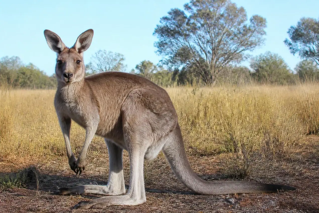 découvrez tout sur le kangourou en australie : son habitat naturel, son comportement unique et des curiosités étonnantes qui rendent cet animal fascinant.