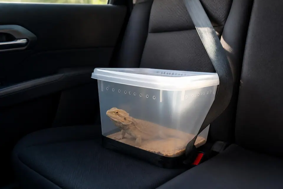 découvrez mes conseils indispensables pour voyager sereinement avec votre pogona et assurer un voyage réussi et agréable pour vous et votre reptile.