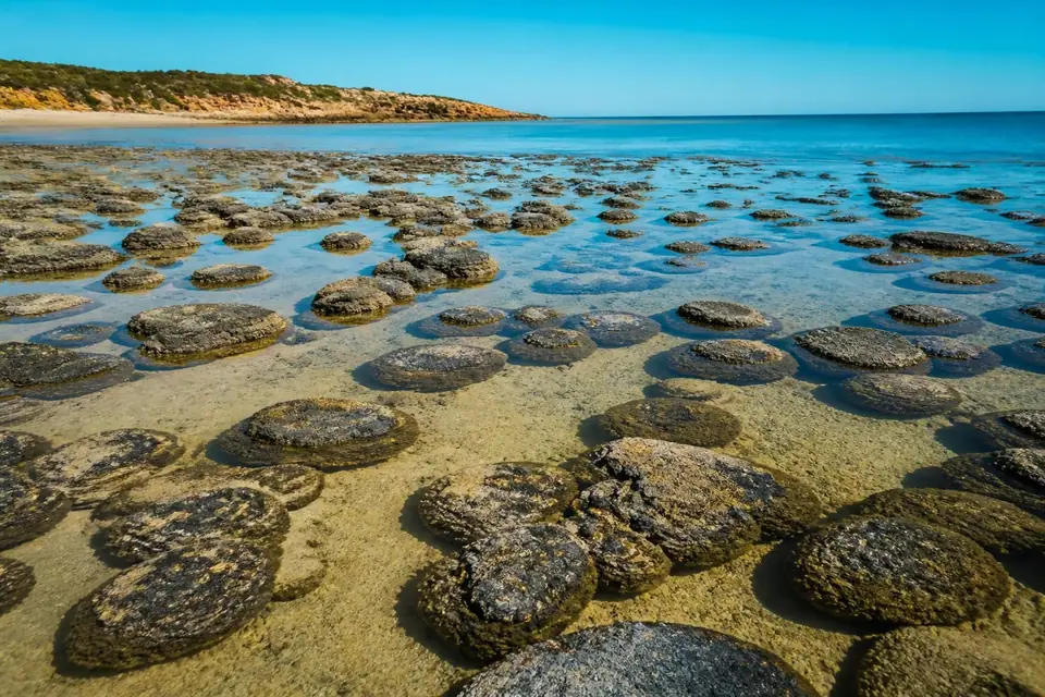 découvrez les stromatolithes et leur rôle clé dans l'origine de la vie sur terre, témoins des premiers organismes vivants il y a des milliards d'années.