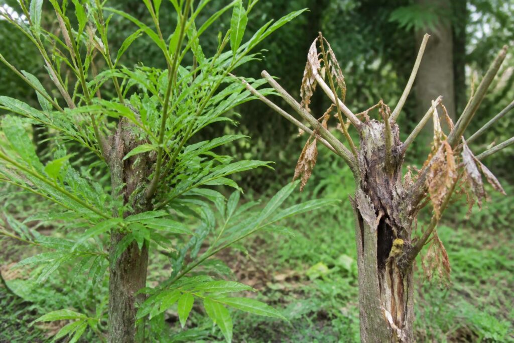 découvrez comment identifier si votre saule crevette est mort grâce aux signes visibles et apprenez les solutions pour tenter de le sauver ou le remplacer efficacement.