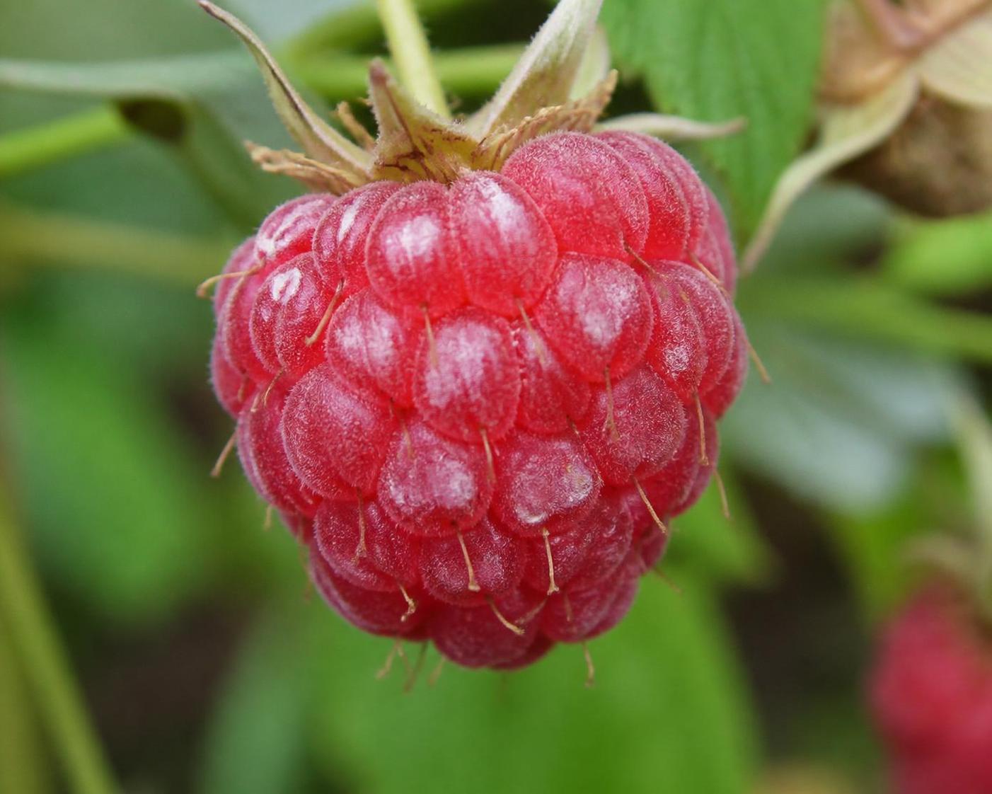 découvrez comment reconnaître et traiter efficacement les taches blanches sur les fruits et les feuilles du framboisier pour préserver la qualité de vos framboises.