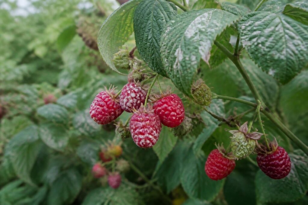 découvrez comment reconnaître et traiter efficacement les taches blanches sur les fruits et les feuilles de votre framboisier pour garder des récoltes saines et savoureuses.