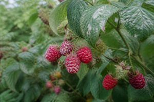 découvrez comment reconnaître et traiter efficacement les taches blanches sur les fruits et les feuilles de votre framboisier pour garder des récoltes saines et savoureuses.