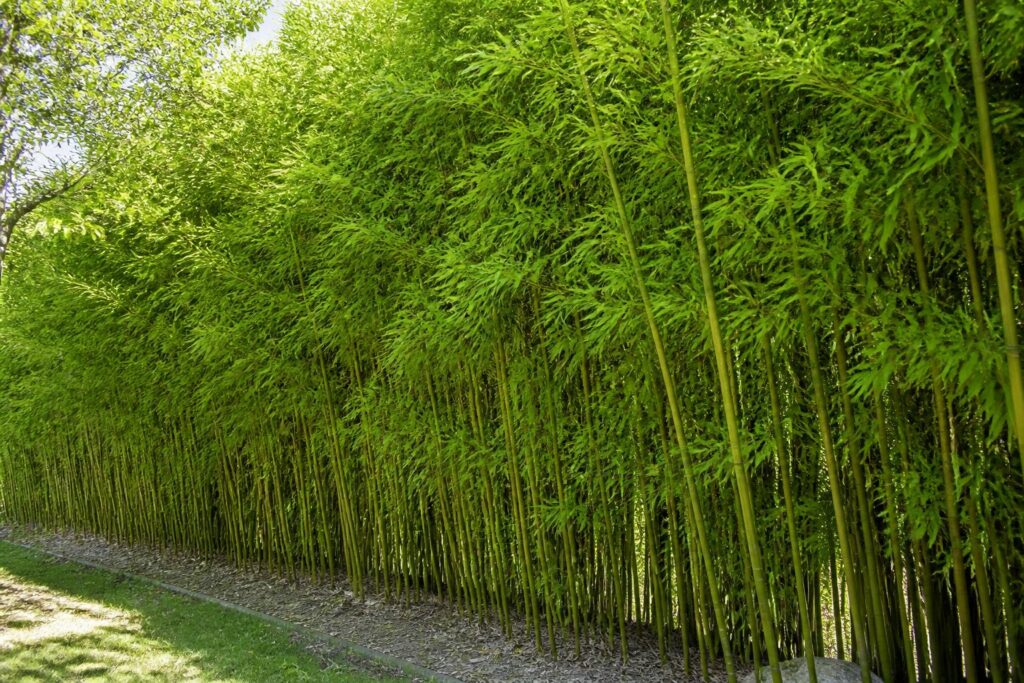 découvrez nos conseils pratiques pour réussir votre haie de bambous, éviter les erreurs courantes et bénéficier d'astuces utiles pour un jardin éclatant et bien entretenu.