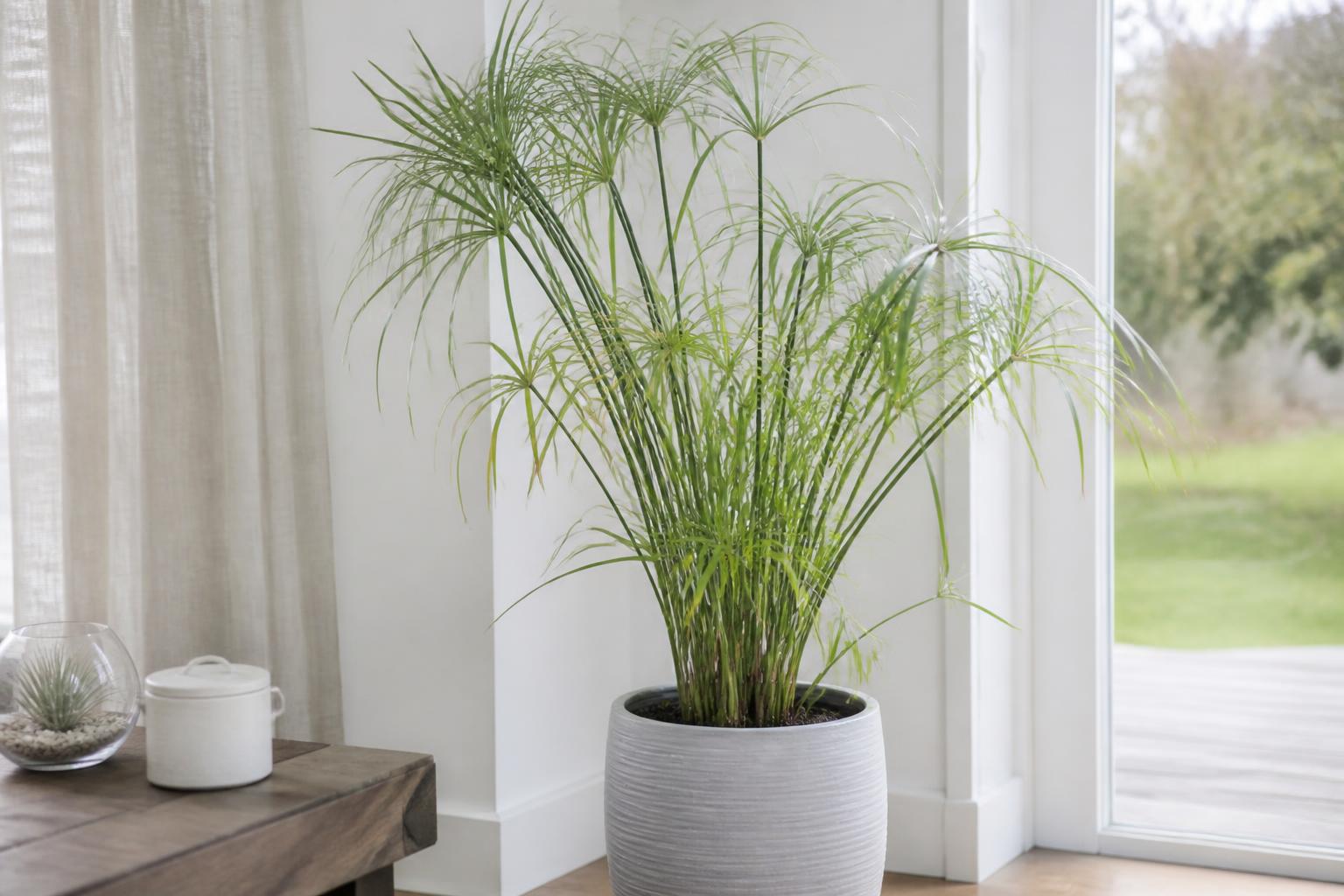 découvrez comment sauver votre papyrus jauni et redonner facilement à votre plante une belle couleur verte grâce à nos conseils simples et efficaces.