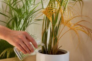 découvrez des astuces simples et efficaces pour sauver votre papyrus qui jaunit et lui redonner un beau vert éclatant facilement.