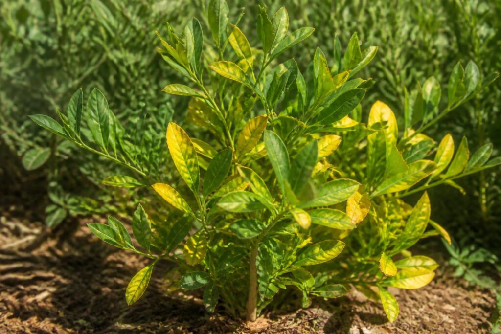 découvrez les causes du jaunissement des feuilles de polygala myrtifolia et apprenez les meilleures astuces pour redonner santé et vigueur à votre plante.