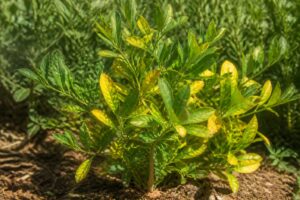 découvrez les causes du jaunissement des feuilles de polygala myrtifolia et apprenez les meilleures astuces pour redonner santé et vigueur à votre plante.