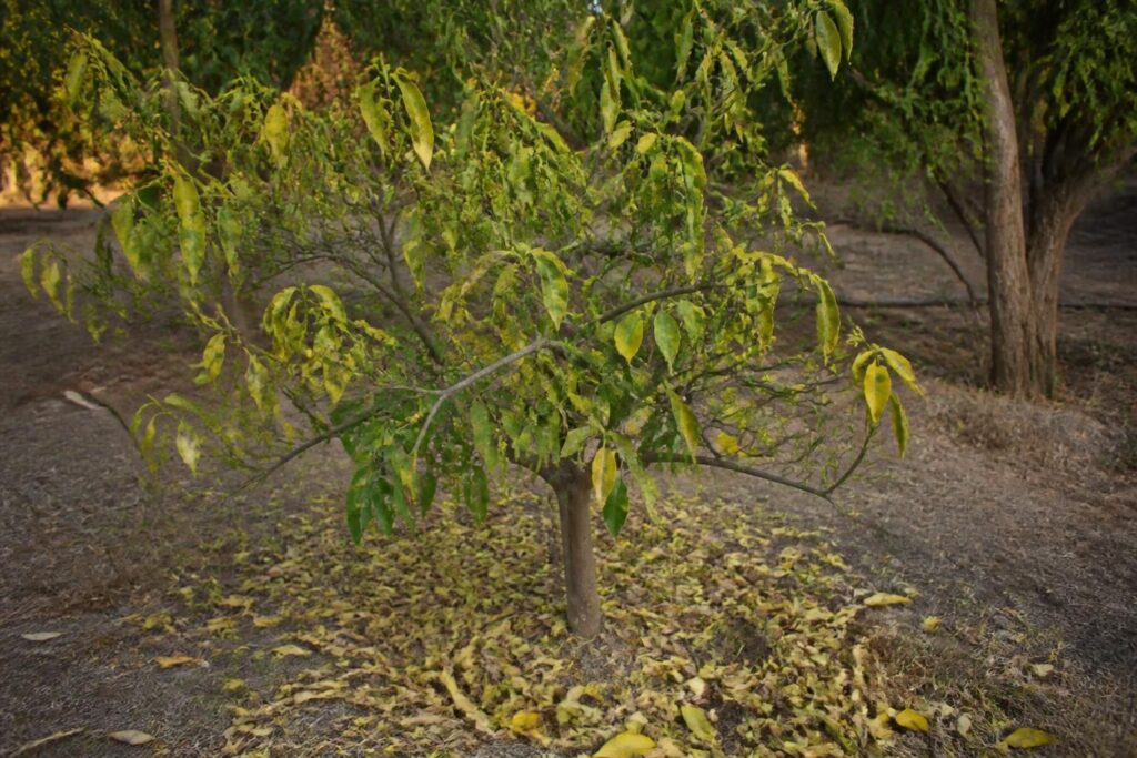 découvrez pourquoi votre mandarinier perd ses feuilles, les causes possibles et des solutions efficaces pour préserver la santé de votre arbre fruitier.