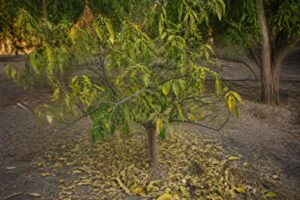 découvrez pourquoi votre mandarinier perd ses feuilles, les causes possibles et des solutions efficaces pour préserver la santé de votre arbre fruitier.