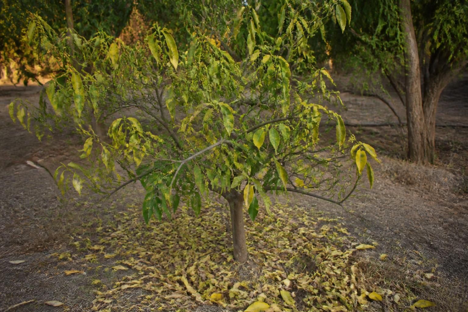 découvrez pourquoi votre mandarinier perd ses feuilles, les causes possibles et des solutions efficaces pour préserver la santé de votre arbre fruitier.