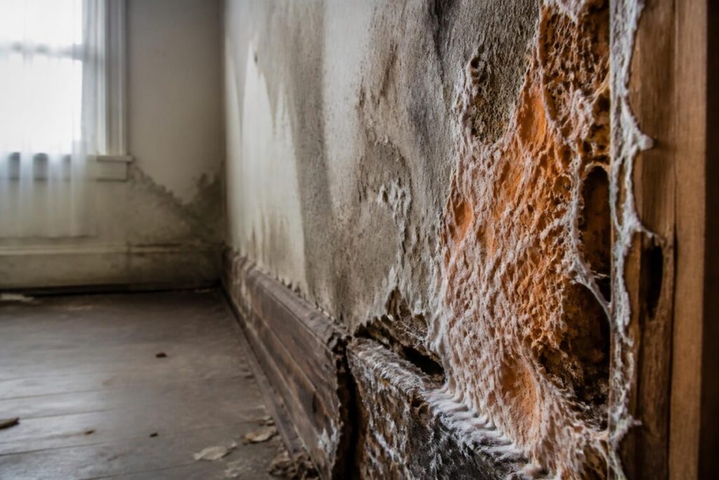 découvrez comment diagnostiquer la mérule et l'humidité dans votre maison et apprenez les méthodes efficaces pour les traiter afin de protéger votre habitat et assurer votre sécurité.