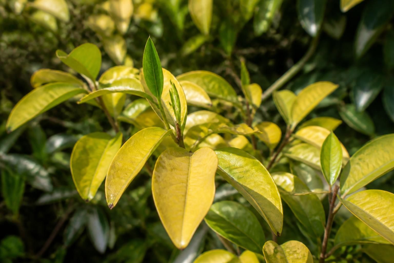 découvrez les principales causes du jaunissement des feuilles d'eleagnus et trouvez des solutions efficaces pour redonner santé et beauté à votre arbuste.