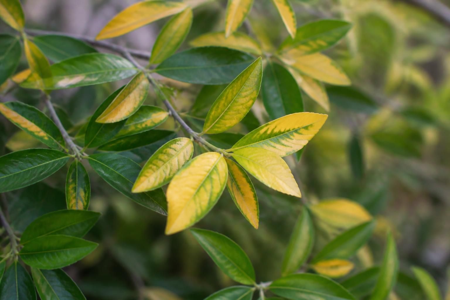 découvrez les causes des feuilles jaunes sur l'eleagnus et apprenez des solutions efficaces pour soigner votre plante et préserver sa beauté toute l'année.
