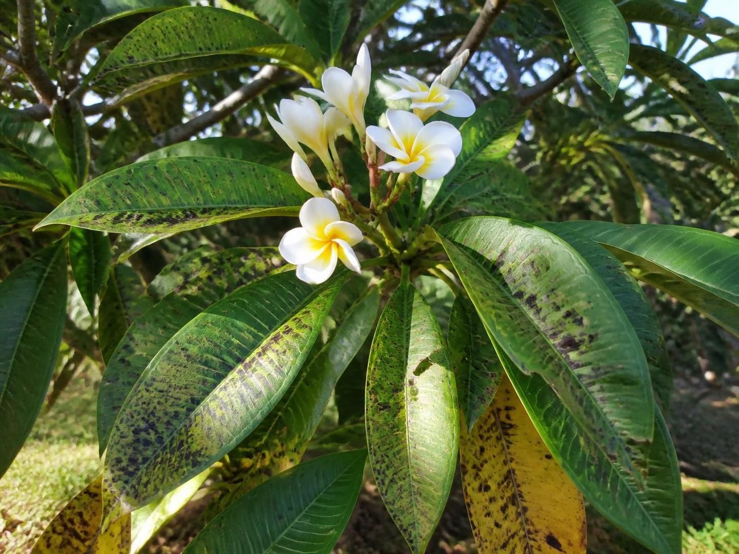 découvrez comment identifier et traiter efficacement les taches noires sur votre frangipanier pour préserver la santé et la beauté de votre plante.