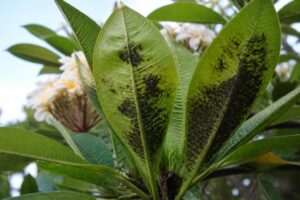 découvrez comment identifier et traiter efficacement les taches noires sur le frangipanier pour préserver la santé et la beauté de votre plante.