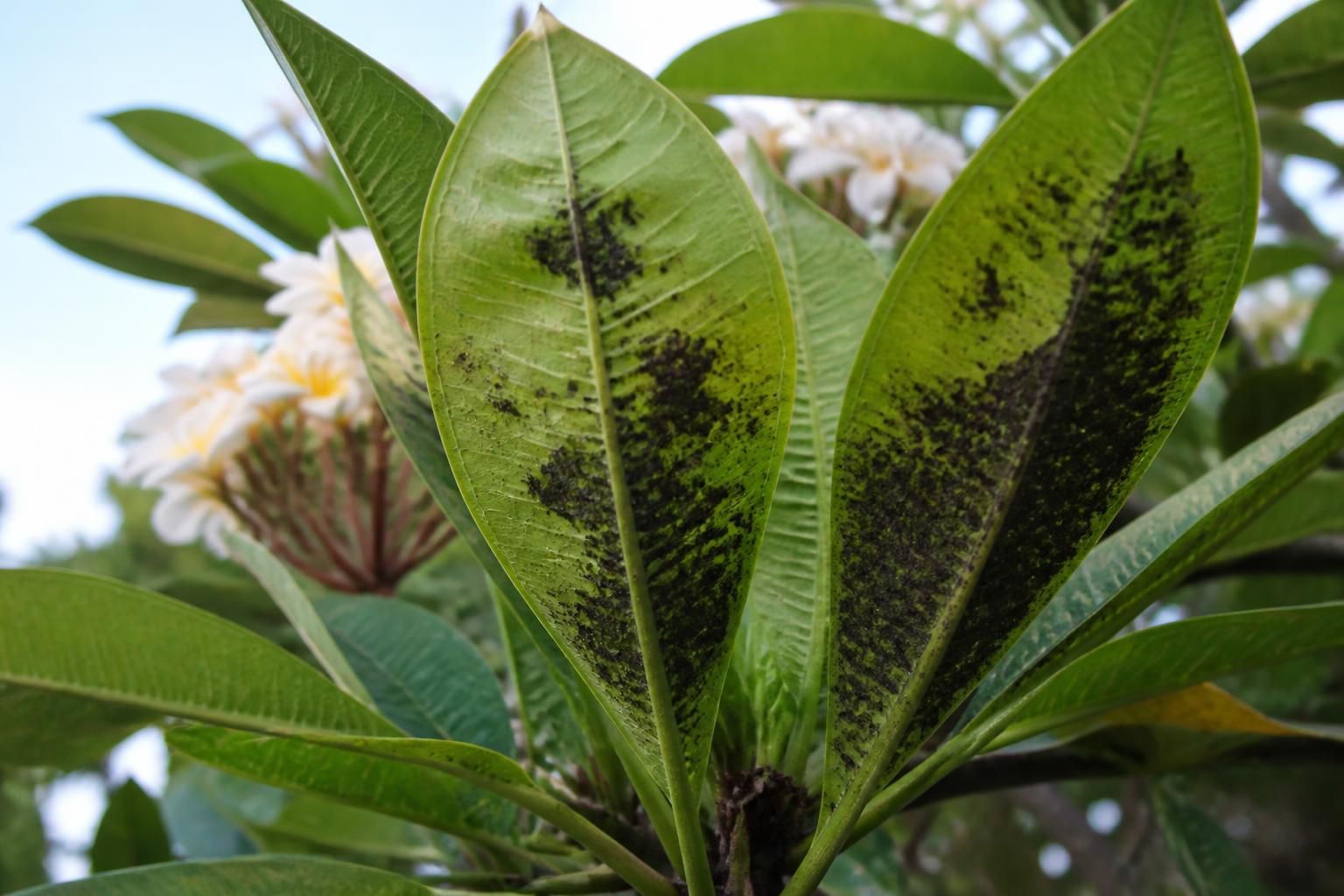 découvrez comment identifier et traiter efficacement les taches noires sur le frangipanier pour préserver la santé et la beauté de votre plante.