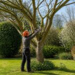 découvrez quand et à quelle fréquence réaliser l'élagage des arbres pour entretenir efficacement votre jardin et favoriser la santé de vos végétaux.